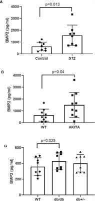 Bone Morphogenetic Protein-2 Induces Non-Canonical Inflammatory and Oxidative Pathways in <mark class="highlighted">Human Retinal Endothelial Cells</mark>